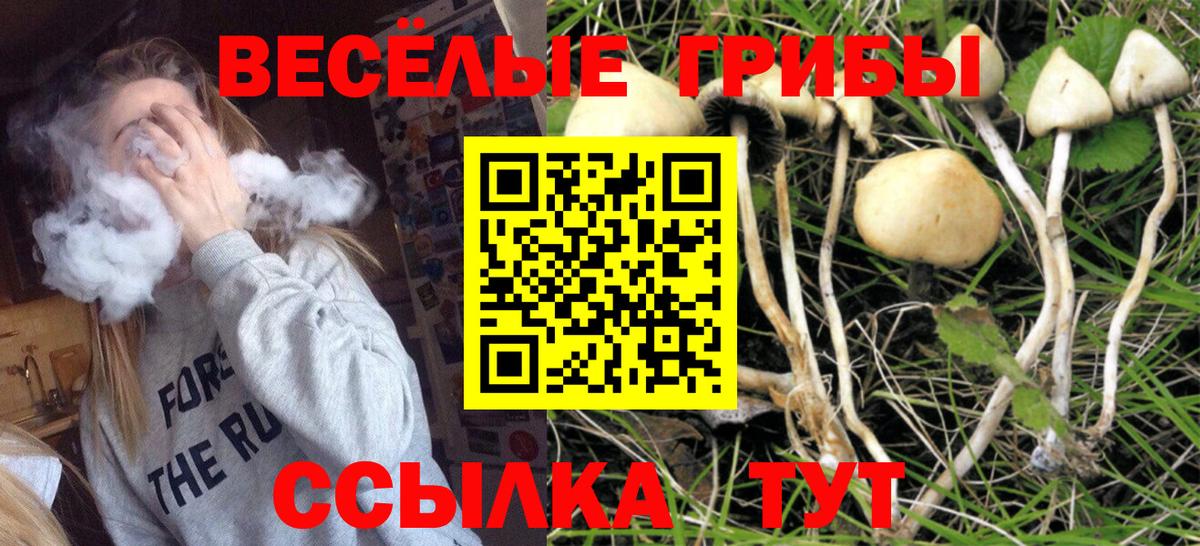 Галлюциногенные грибы Psilocybine cubensis Междуреченск